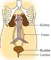 Excretory system.jpg